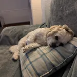 Kents Bank - Pet Friendly With Bay Views *