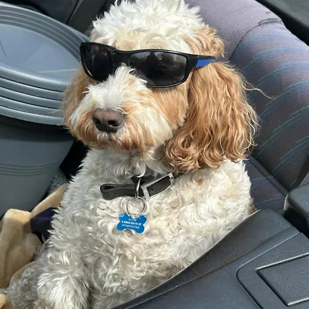 Kents Bank - Pet Friendly With Bay Views Feriehus Grange-over-Sands