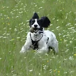 Kents Bank - Pet Friendly With Bay Views Grange-over-Sands