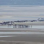 Kents Bank - Pet Friendly With Bay Views *